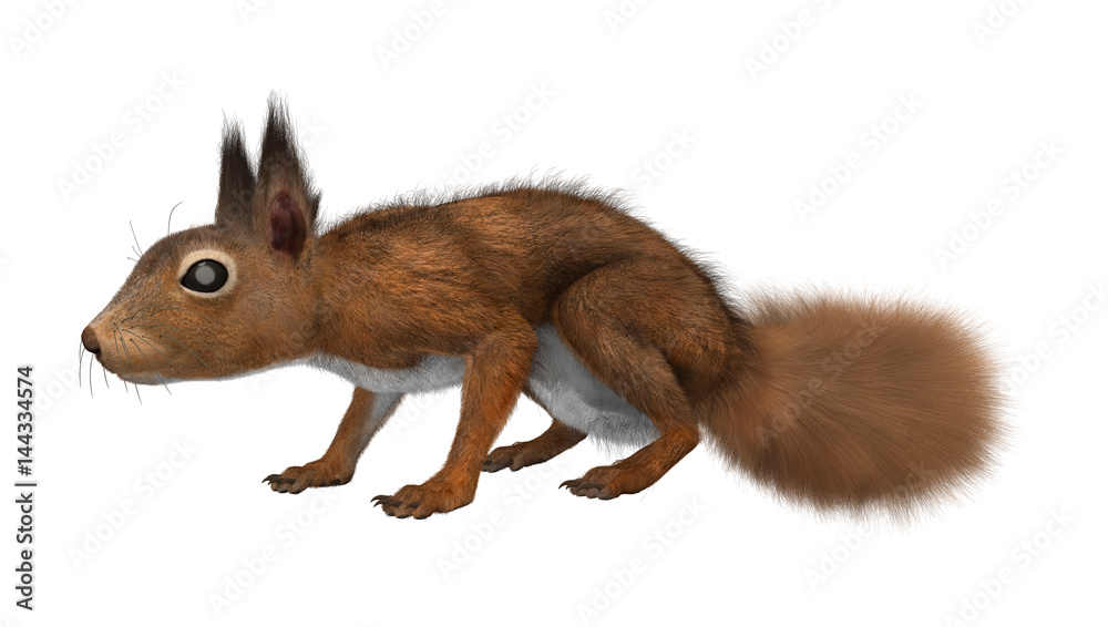Obraz premium 3D Rendering European Red Squirrel on White