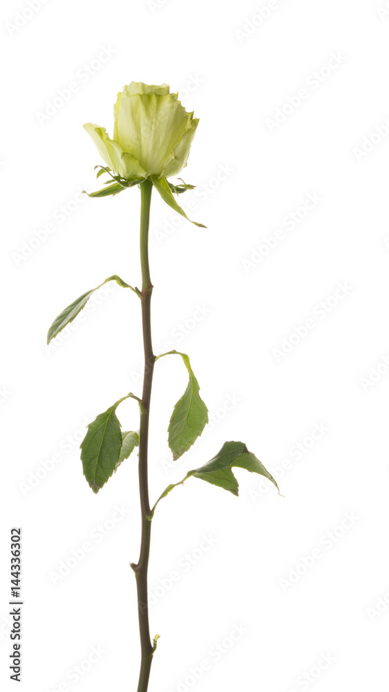 Tender green rose on a white background