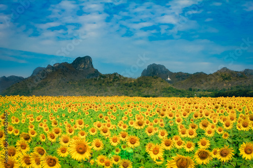 The Sunflower Field