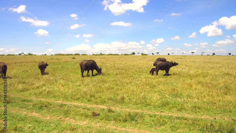 buffalo bulls gazing in savanna at africa buffalo bulls gazing in savanna at africa