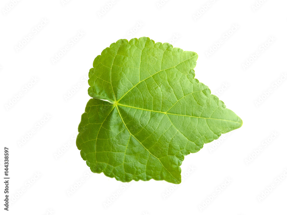 green leaf isolated on white background green leaf isolated on white background