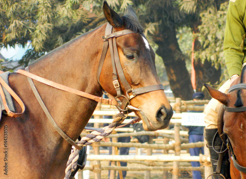 Mounted police riding hoers in ground for security.