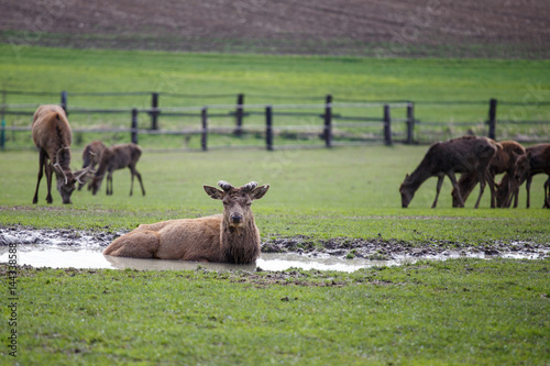 Deer lying in watter and looking into the distance © gatherina