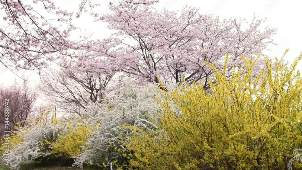満開の桜を背景に風に揺れるレンギョウと雪柳の花