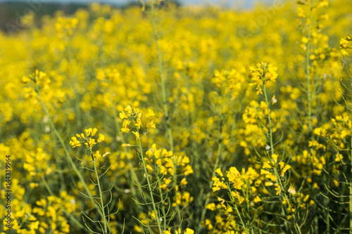 Rapeseed field, Blooming canola flowers © FreeProd