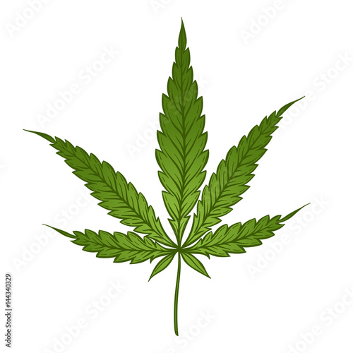 Medical marijuana green leaf isolated over white background. Cannabis vector illustration.