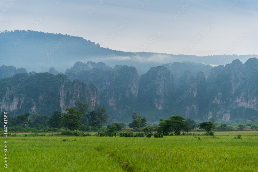 Rice field with mountain background in the moring at Noen Maprang district of Phitsanulok Province, northern Thailand