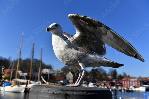 Eine Möwe in Nahaufnahme beim Start imHafen von Eckernförde