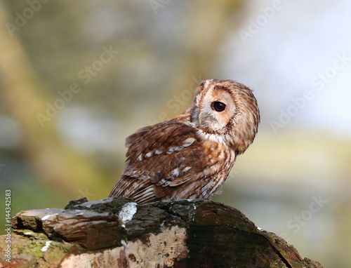Portrait of a Tawny Owl perched on a tree stump in woodland