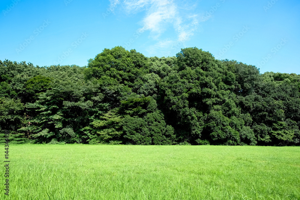 Obraz premium 草原と森