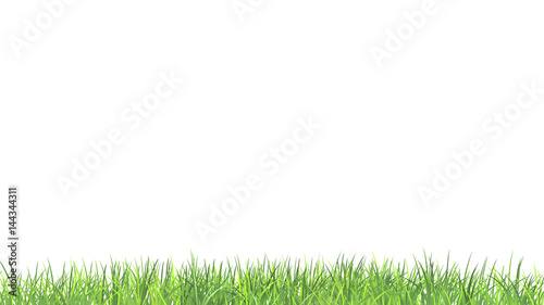 Grass border. Summer fresh green grass on white. Natural vector background 