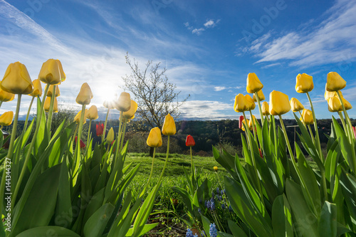 Tulpen zum Himmel