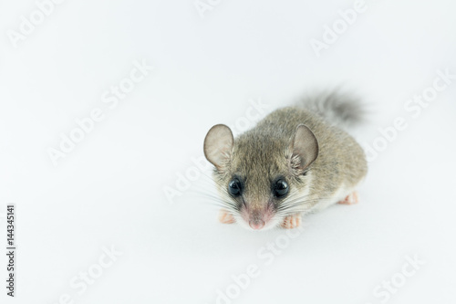 African Pygmy Dormouses look straight to camera on white background