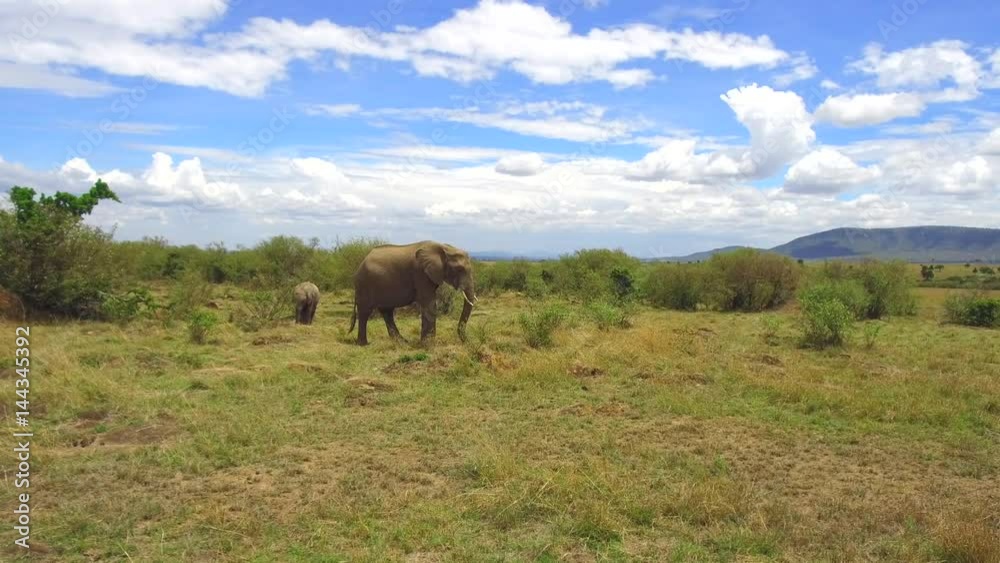 elephant with baby or calf in savanna at africa elephant with baby or calf in savanna at africa