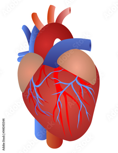 Human heart anatomy