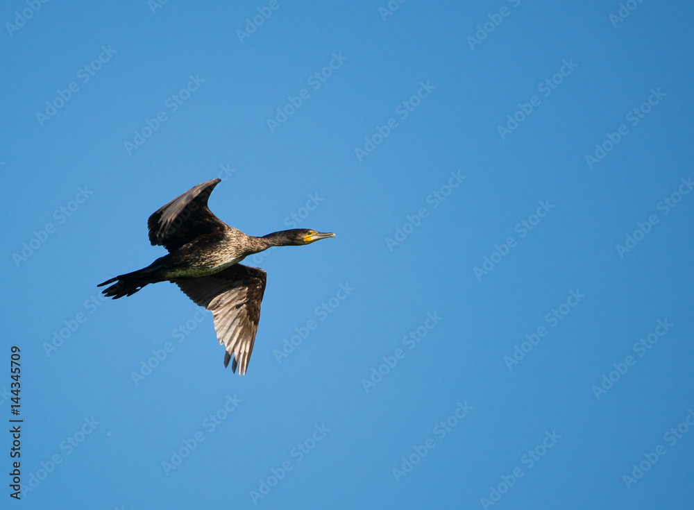cormorano