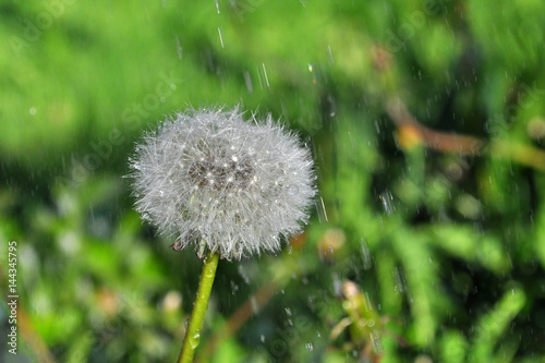 Dandelion on the rain. Dandelion seeds with water drops on the rain