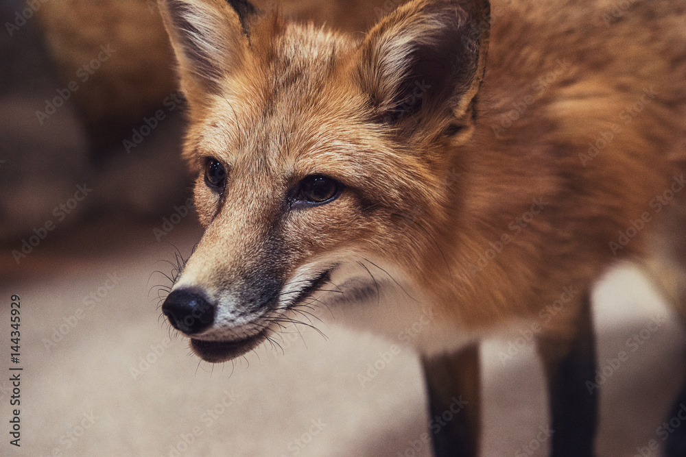 Fototapeta premium Beautiful red fox