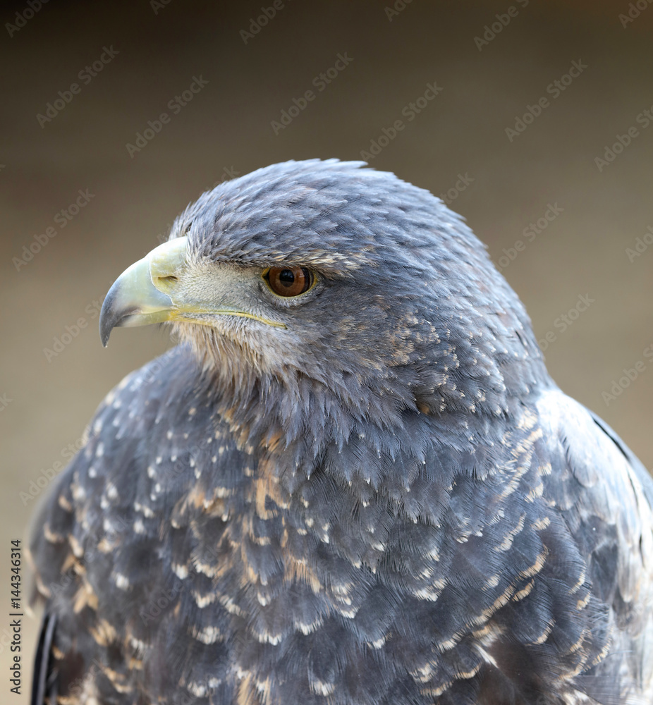 Obraz premium Portrait of a Chilean Blue Buzzard Eagle