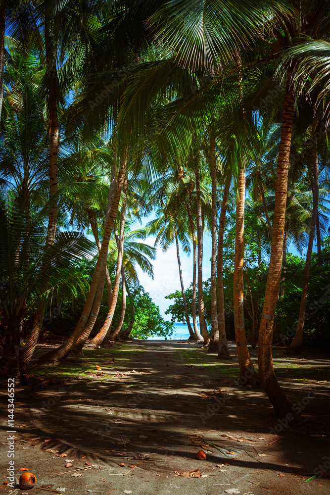 Obraz premium South Beach Palm Tree Covered Alley