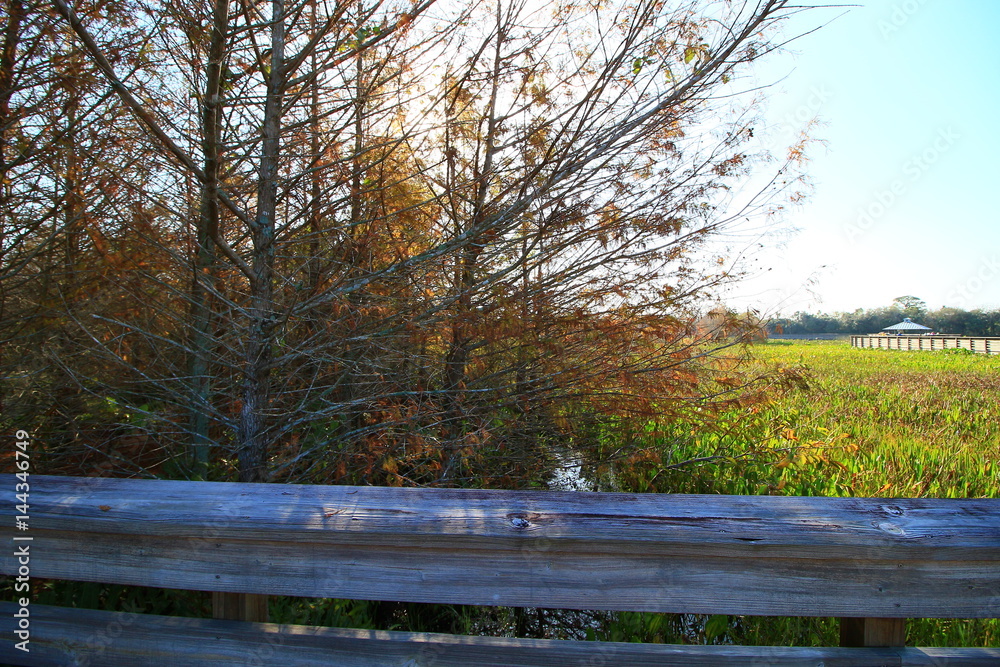 Fototapeta premium Wetlands