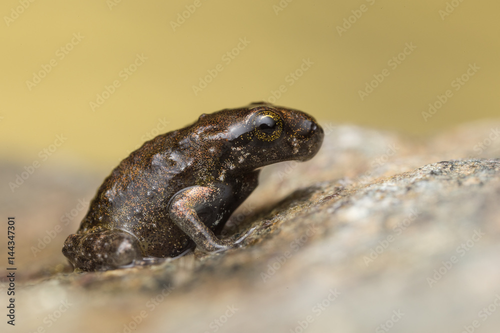 Obraz premium A tiny frog, 1cm in size