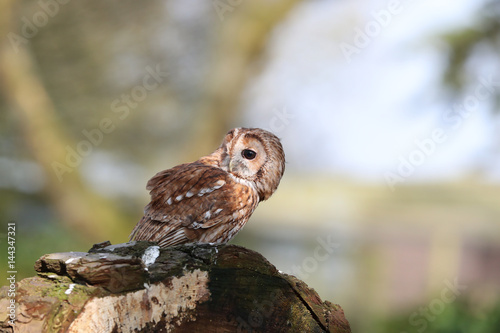 Portrait of a Tawny Owl perched on a tree stump in woodland