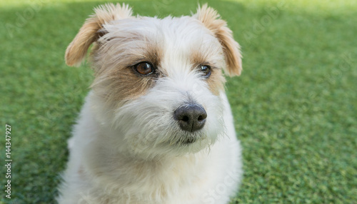 Hundekopf eines Jack Russell Terrier 