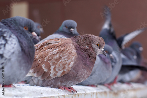Картината върху платно Ruffed pigeons in the winter on the street, sit in one row