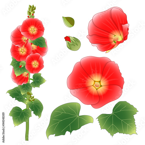 Alcea Rosea - hollyhocks, A...