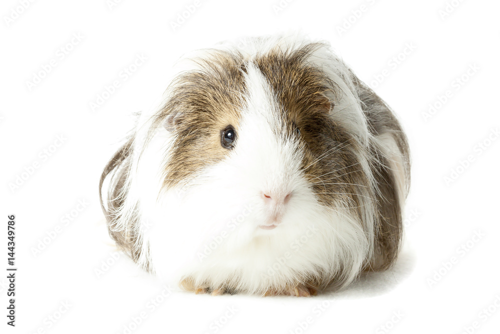 Longhair Guinea pig isolaed on white background Longhair Guinea pig isolaed on white background