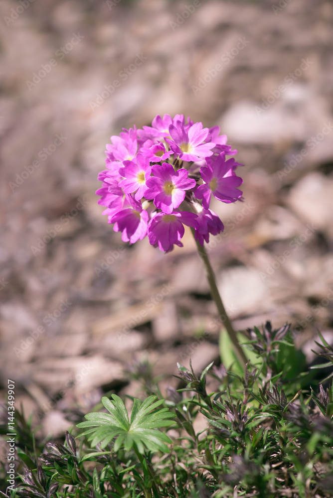 Obraz premium Kugel-Primel (Primula denticulata) 