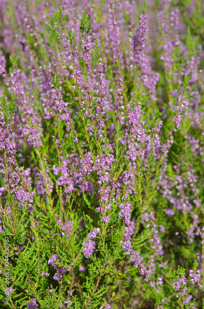 Blooming Heather (lat. Calluna vulgaris) closeup Blooming Heather (lat. Calluna vulgaris) closeup