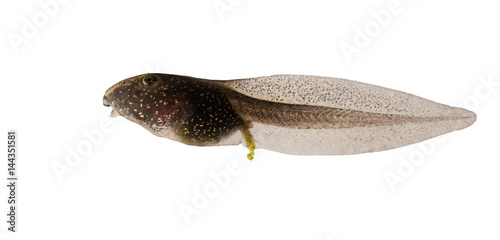 Common Frog, Rana temporaria tadpole isolated on white background