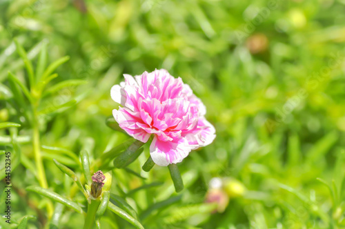 Common Purslane Verdolaga or Pusley flower