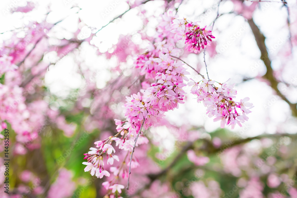 Blooming japan sakura. Beautiful spring pink flowers in park. Blooming japan sakura. Beautiful spring pink flowers in park.