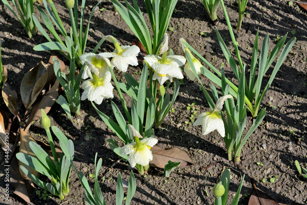 Obraz premium Narzissen - Sweet Pomponette mit Wassertropfen