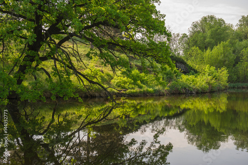 Forest and pond in the spring park