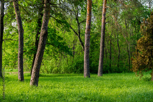 Trunks of pine trees in the spring park