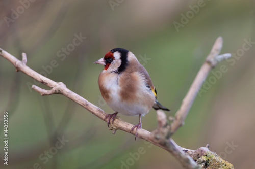An European Goldfinch on a Branch