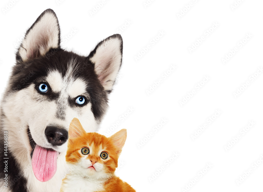 Redhead kitten and husky puppy peeking out on white background Redhead kitten and husky puppy peeking out on white background