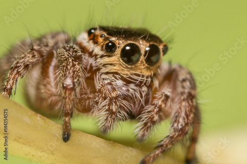 A beautiful jumping spider
