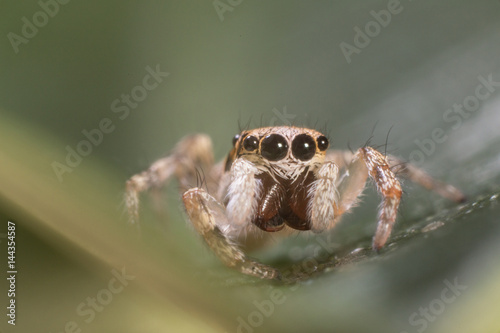 A beautiful jumping spider