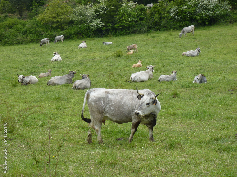 Obraz premium vaches pré de vache