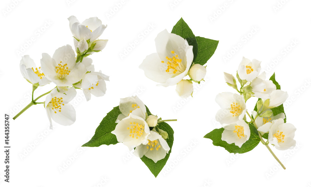 Jasmine flower isolated on white. without shadow - obrazy, fototapety, plakaty 