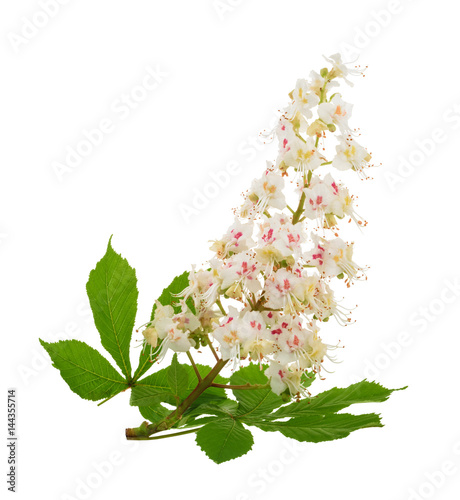 Horse-chestnut (Aesculus hippocastanum, Conker tree) flowers isolated. without shadow