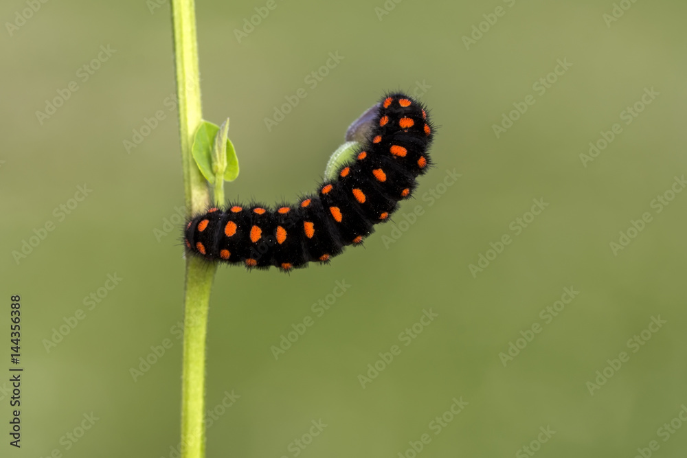 Сaterpillar of swallowtail - Stock Image