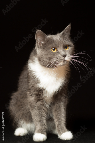 Gray cat with white breast and long mustache portrait on a black background