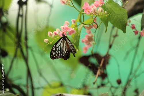 Butterfly (Ideopsis similis or ceylon blue glassy tiger) in Malaysia photo