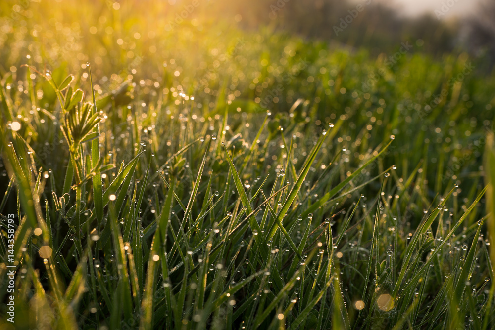 Dew on grass at dawn in spring